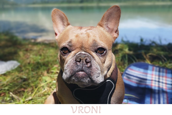 vronis_napf_vroni